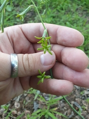 Asparagales