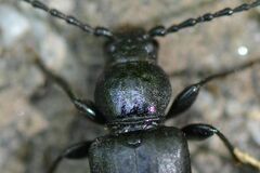 Tetropium castaneum