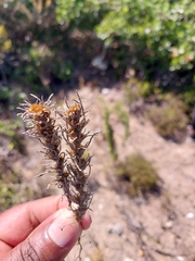 Ifloga glomerata