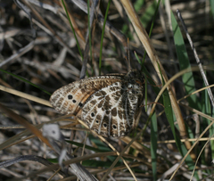 Oeneis tarpeia