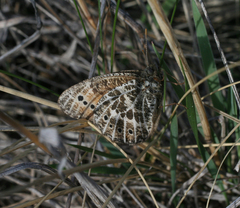 Oeneis tarpeia