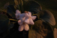 Streptocarpus ionanthus