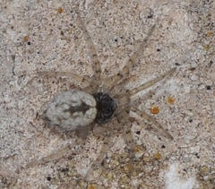 Oecobius maculatus