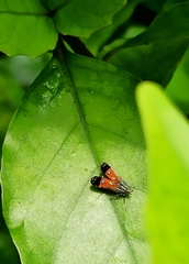 Tricyanaula aurantiaca