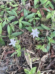 Richardia grandiflora