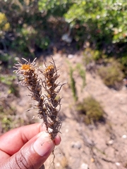 Ifloga glomerata