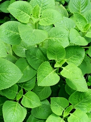 Coleus amboinicus