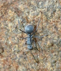 Polyrhachis schistacea