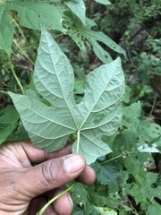 Ipomoea setosa melanotricha
