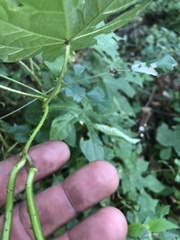 Ipomoea setosa melanotricha