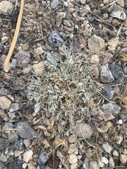 Astragalus calycosus