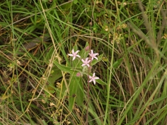 Oxypetalum solanoides