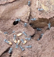 Polyrhachis schistacea