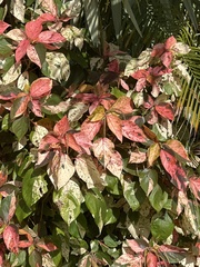 Acalypha wilkesiana