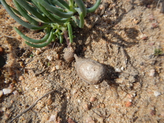 Crassothonna protecta