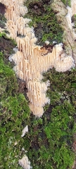 Radulomyces