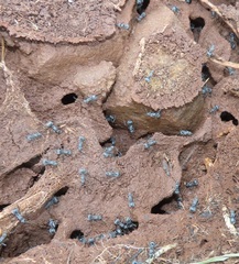 Polyrhachis schistacea