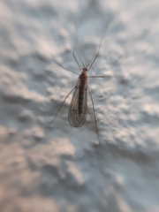 Trichocera annulata