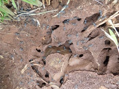 Polyrhachis schistacea