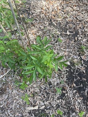Sambucus canadensis