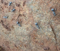 Polyrhachis schistacea