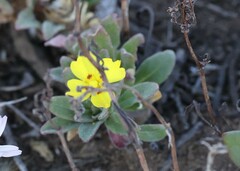 Camissoniopsis cheiranthifolia