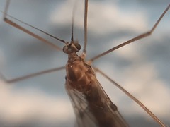 Trichocera annulata