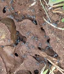 Polyrhachis schistacea