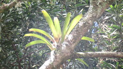 Tillandsia fendleri