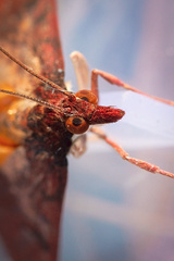 Uresiphita reversalis