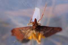 Uresiphita reversalis