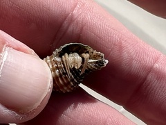 Isocheles wurdemanni