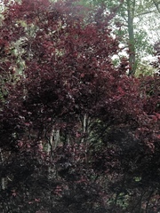 Fagus sylvatica