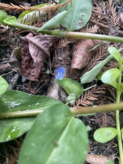 Commelina diffusa