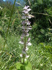 Salvia sclarea
