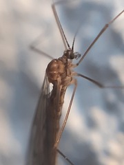 Trichocera annulata