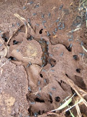 Polyrhachis schistacea