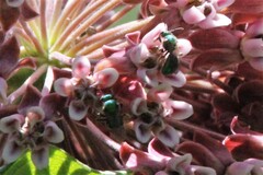 Augochlorella aurata