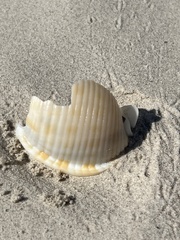 Semicassis granulata