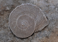 Iberus gualtieranus gualtieranus
