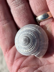 Architectonica nobilis