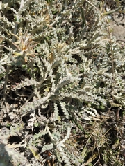 Berkheya heterophylla