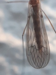 Trichocera annulata