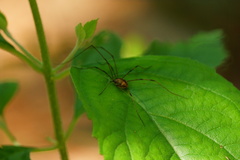 Phalangioidea