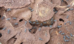 Polyrhachis schistacea
