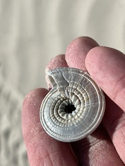 Architectonica nobilis