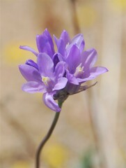 Dipterostemon capitatus pauciflorus