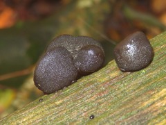 Exidia truncata