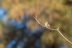 Phaeoptila sordida
