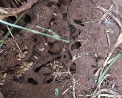 Polyrhachis schistacea